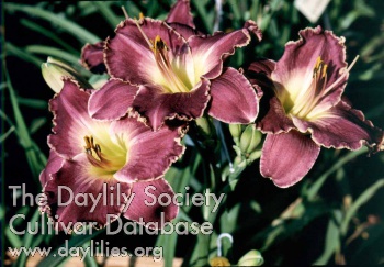 Daylily Mulberry Frosted Edge